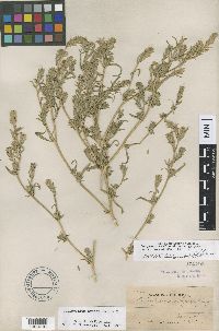 Media resource of Corispermum pacificum