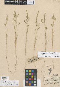 Corispermum americanum image