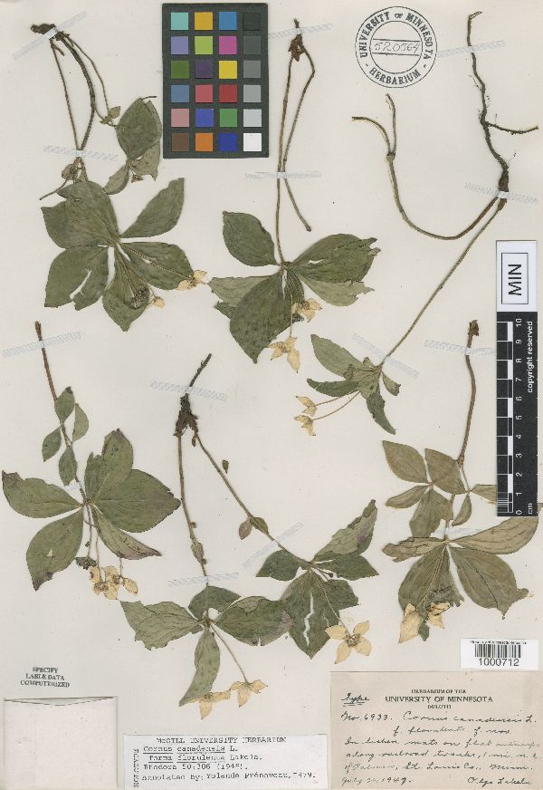 Cornus canadensis image