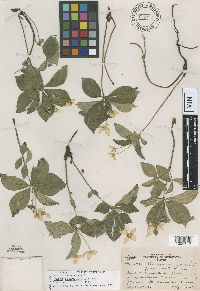 Image of Cornus canadensis