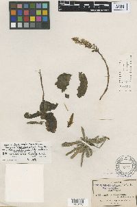 Media resource of Pseudocranichis thysanochila