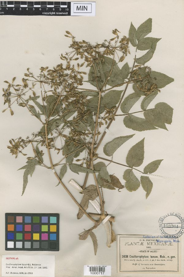 Coulterophytum laxum image