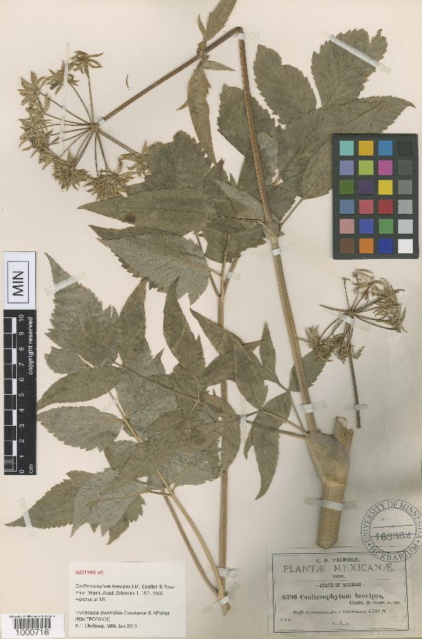 Arracacia quadrifida image