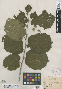 Corylus americana image