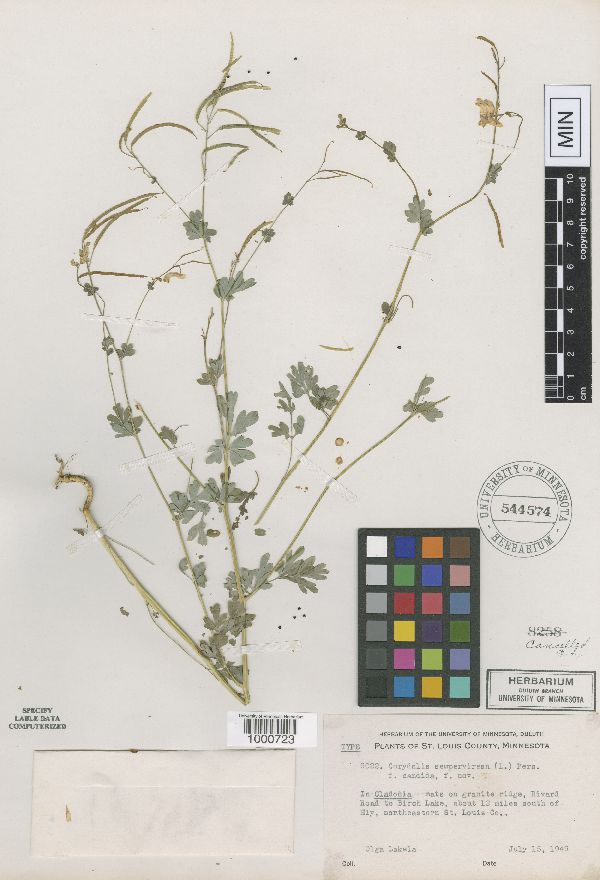 Corydalis sempervirens image