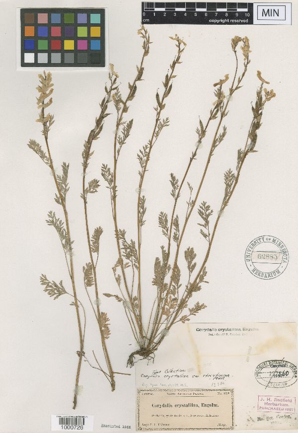 Corydalis crystallina image