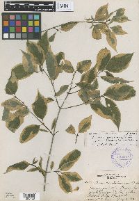 Image of Cornus racemosa