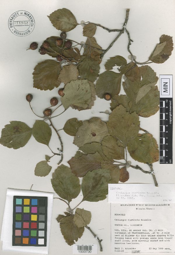 Crataegus distincta image