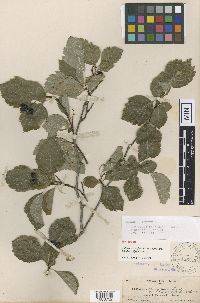 Crataegus gaylussacia image