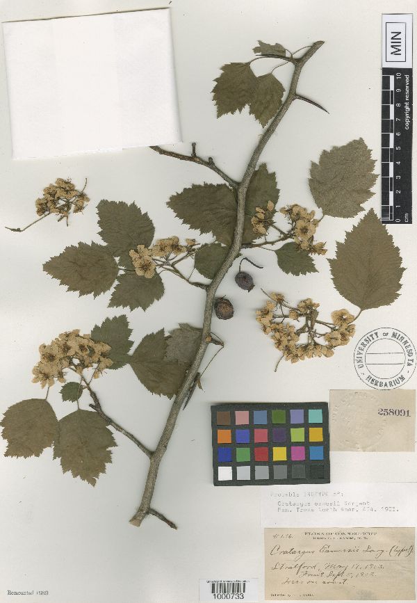 Crataegus holmesiana image