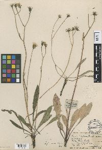 Crepis runcinata image