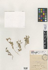 Image of Crotalaria collina