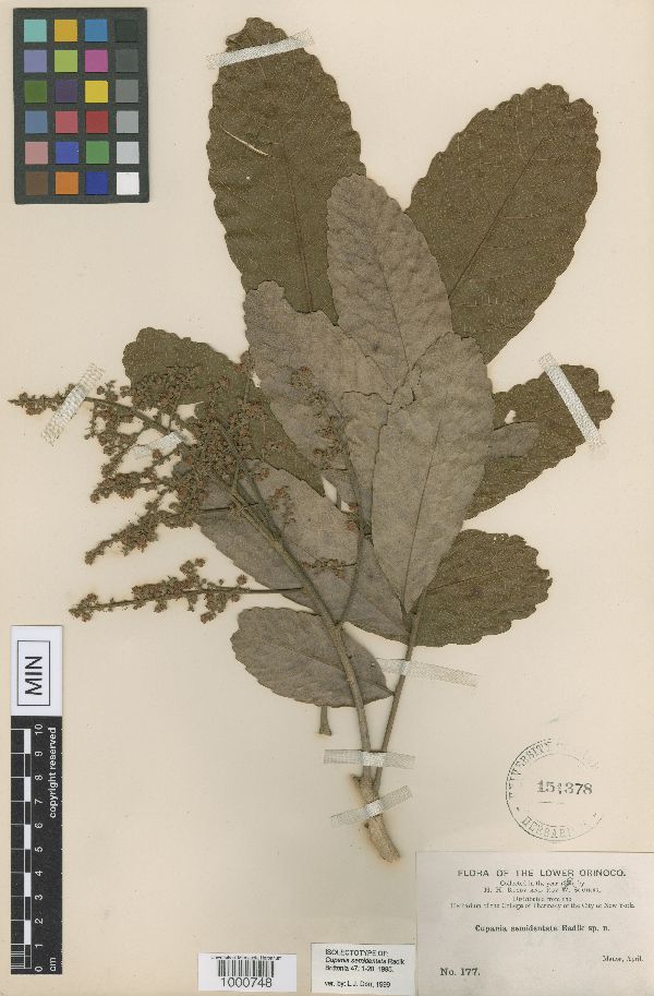 Cupania latifolia image