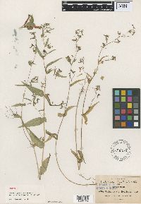 Media resource of Cuphea avigera