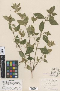 Media resource of Cuphea calaminthifolia