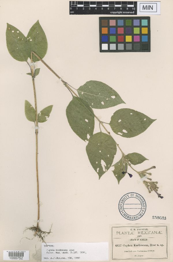 Cuphea koehneana image