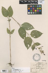 Media resource of Cuphea koehneana