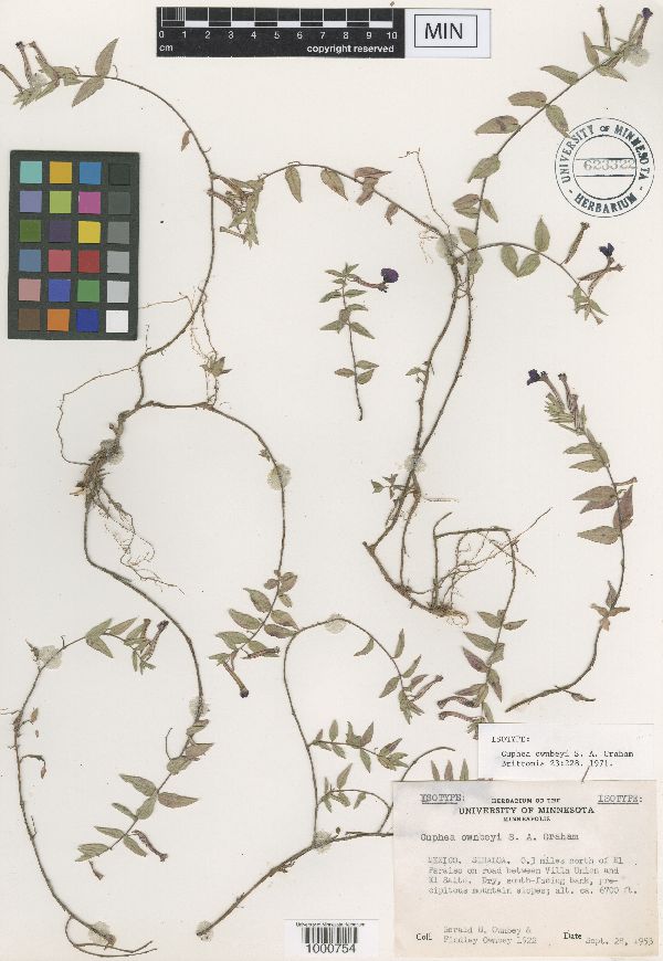 Cuphea ownbeyi image