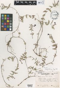 Media resource of Cuphea ownbeyi