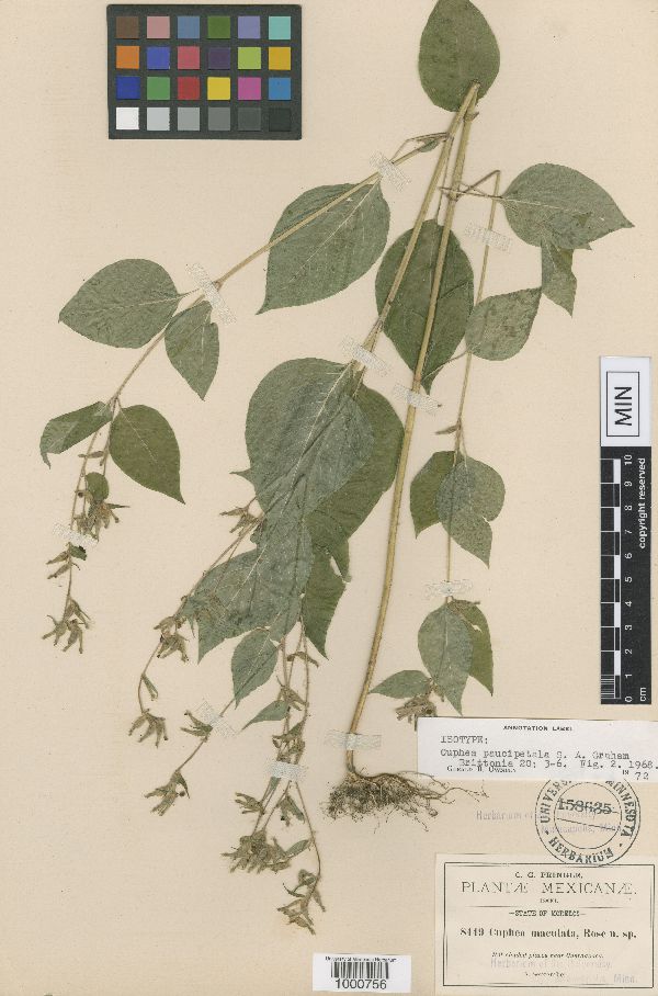 Cuphea paucipetala image