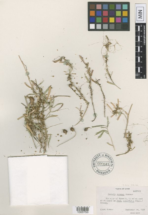 Cuscuta warneri image