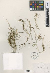 Media resource of Cuscuta warneri
