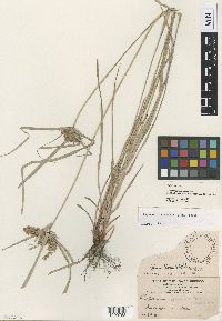 Image of Cyperus cayennensis
