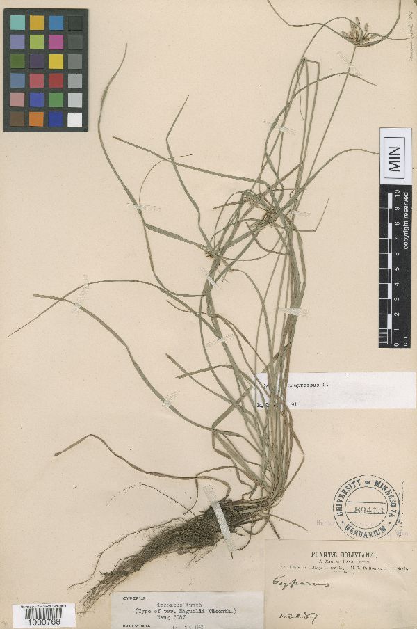 Cyperus compressus image