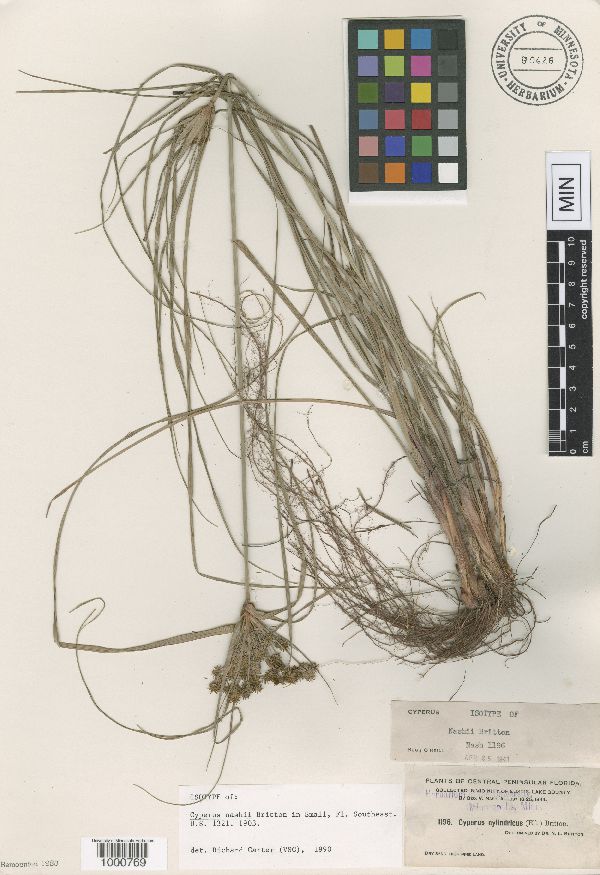 Cyperus nashii image