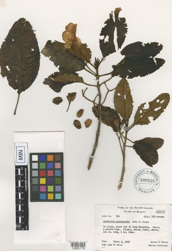 Cyrtandra raiateensis image