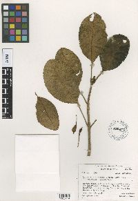 Cyrtandra raiateensis image