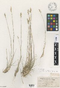 Danthonia spicata image