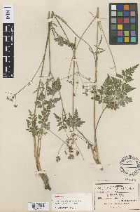 Thumbnail image of current specimen