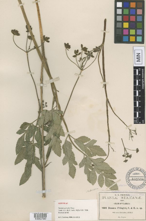 Rhodosciadium pringlei image