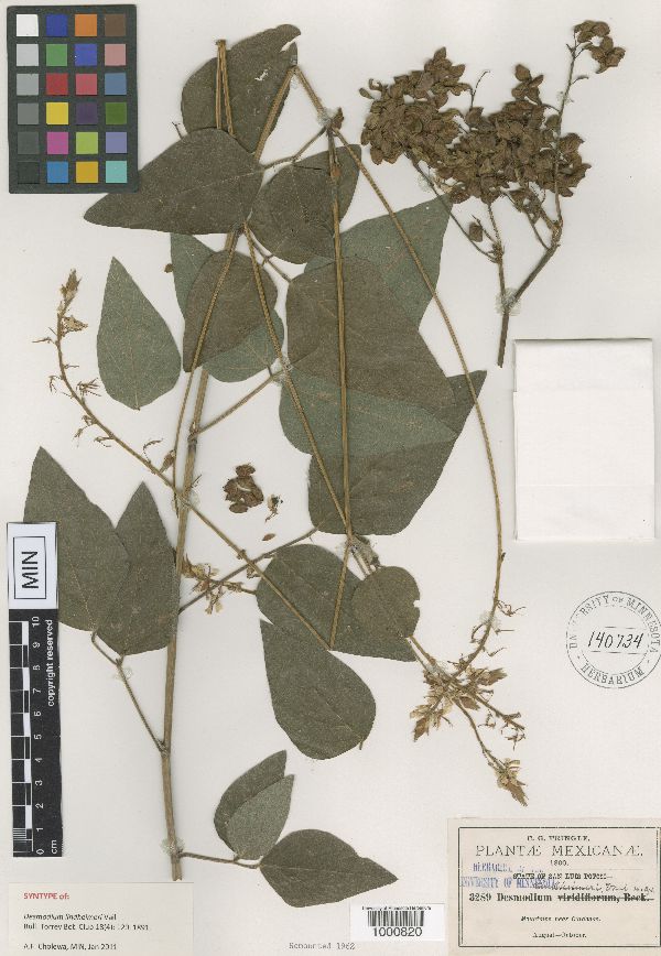Desmodium lindheimeri image