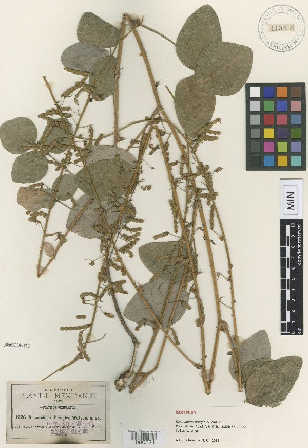Desmodium pringlei image