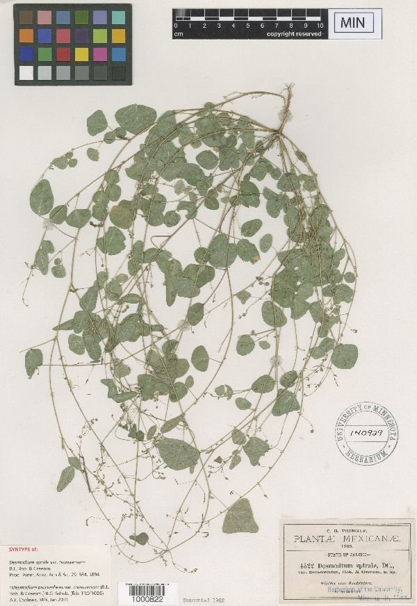 Desmodium procumbens image
