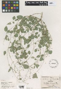 Media resource of Desmodium procumbens