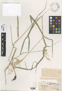 Calamagrostis canadensis image