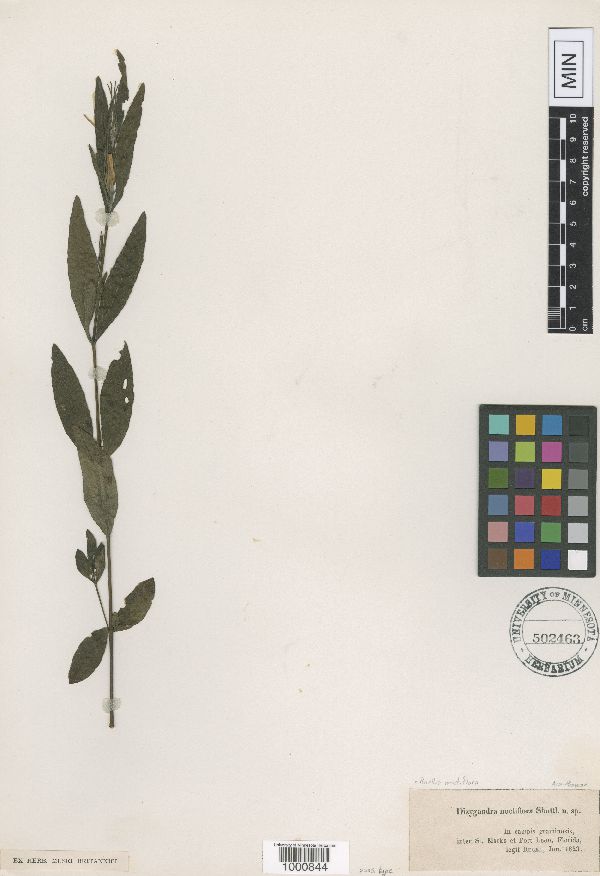Ruellia noctiflora image