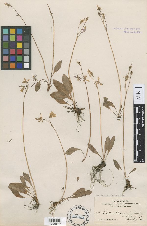 Dodecatheon puberulentum image