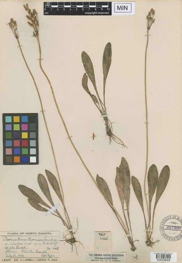 Dodecatheon pulchellum var. pulchellum image