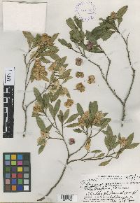 Media resource of Dodonaea eriocarpa