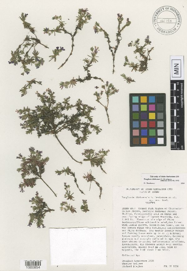 Douglasia idahoensis image
