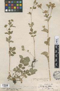 Media resource of Drymocallis glandulosa