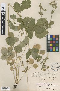 Drymocallis glandulosa image