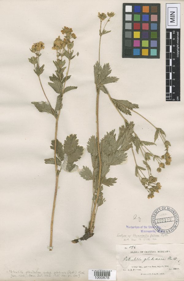 Drymocallis glabrata image