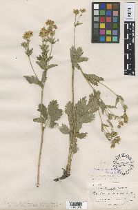 Media resource of Drymocallis glabrata