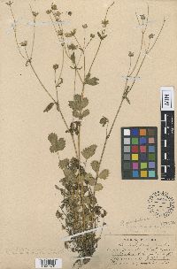 Drymocallis glabrata image