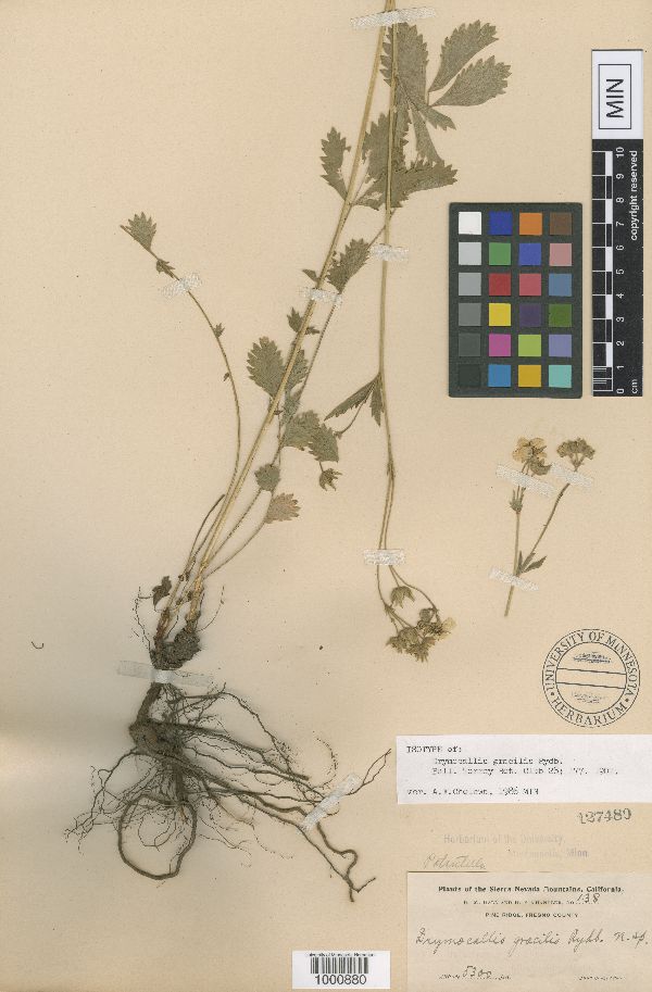 Drymocallis gracilis image